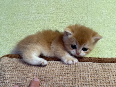 Милі кошенята Scottish Straight золота шиншила