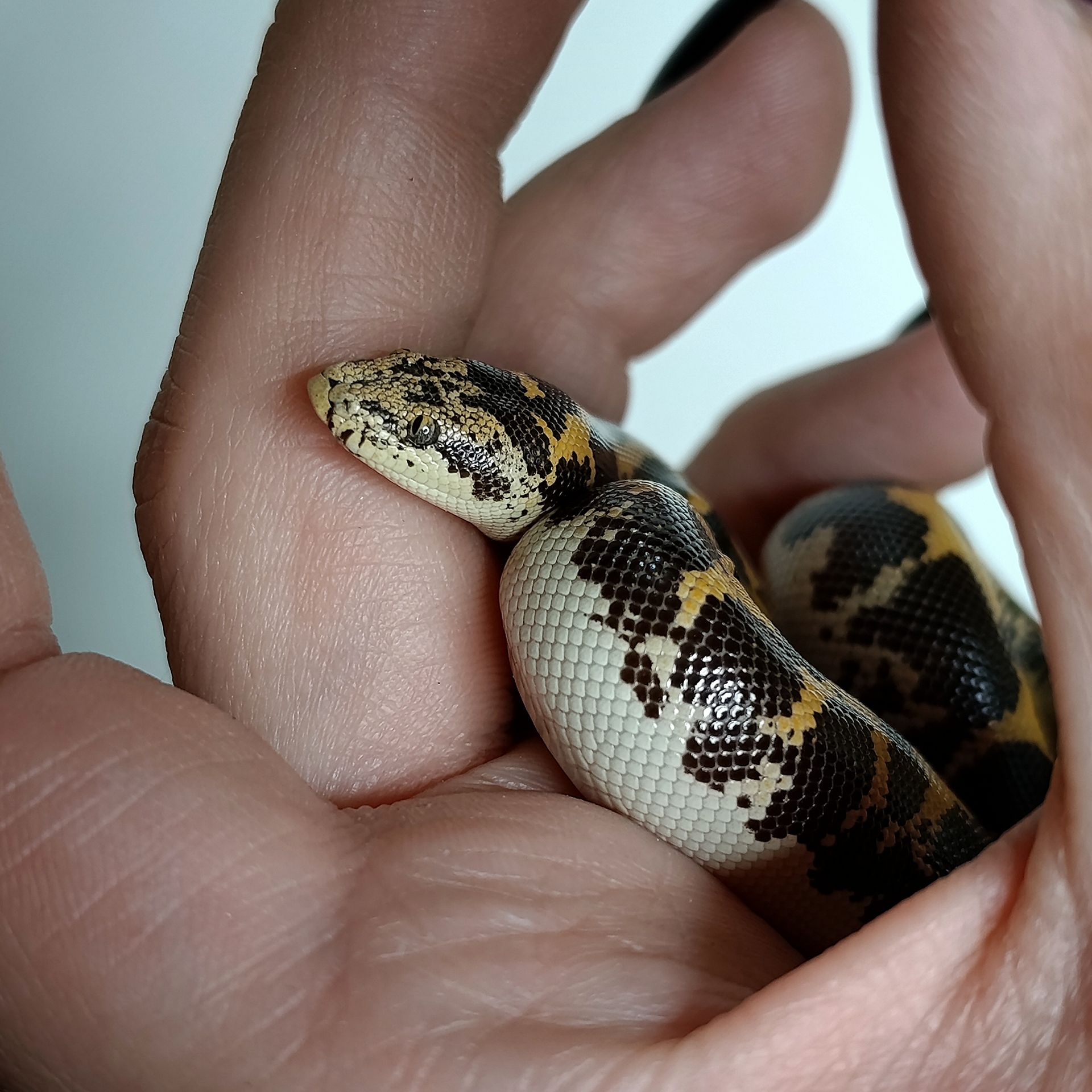 Кенійський піщаний удавчик