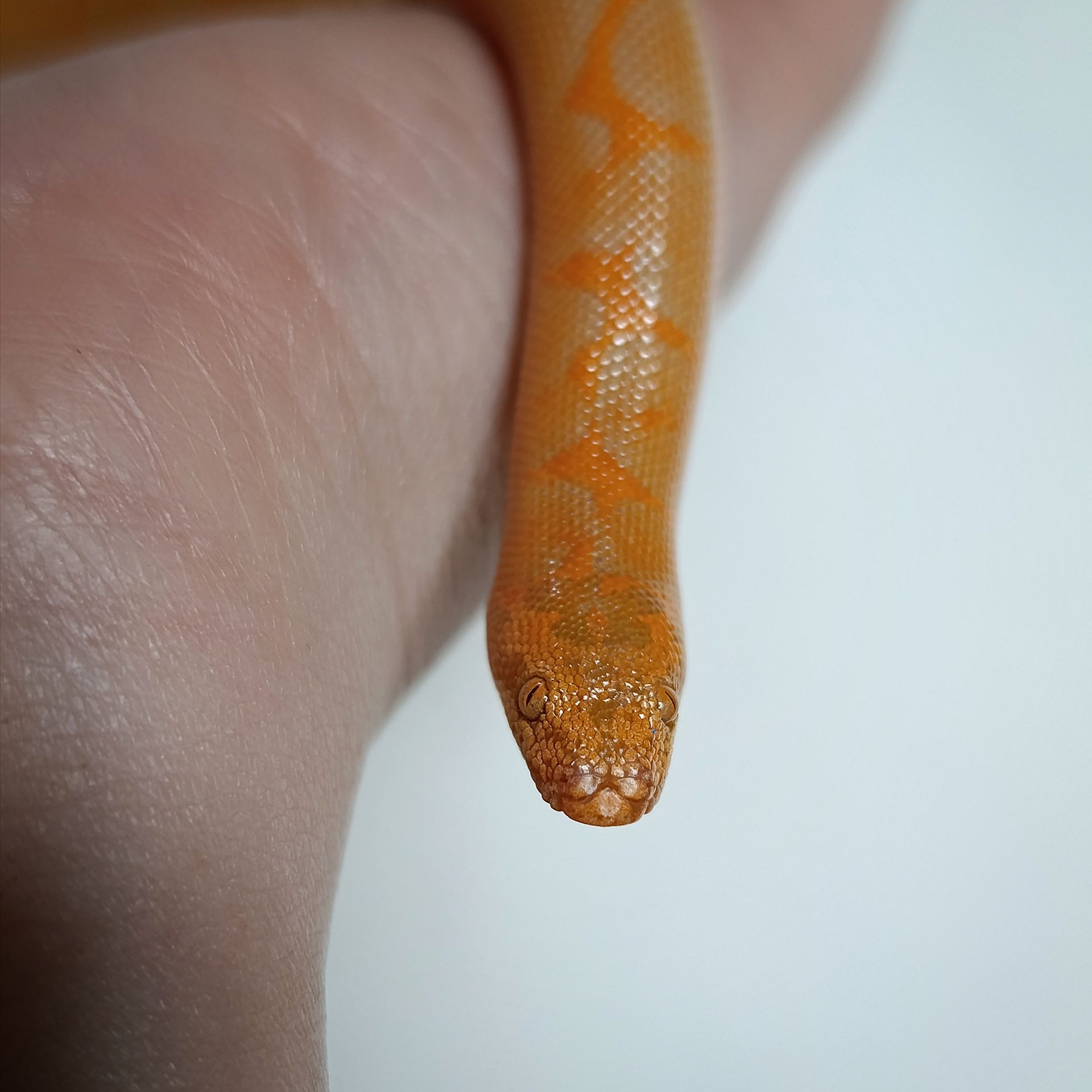 Кенійський піщаний удавчик