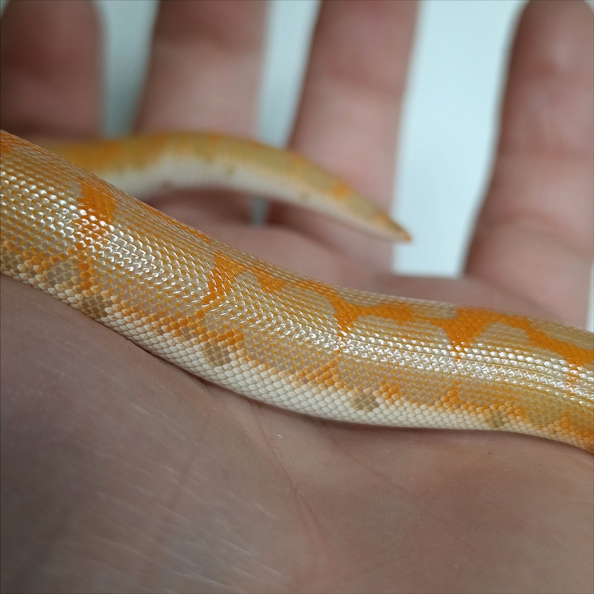 Кенійський піщаний удавчик