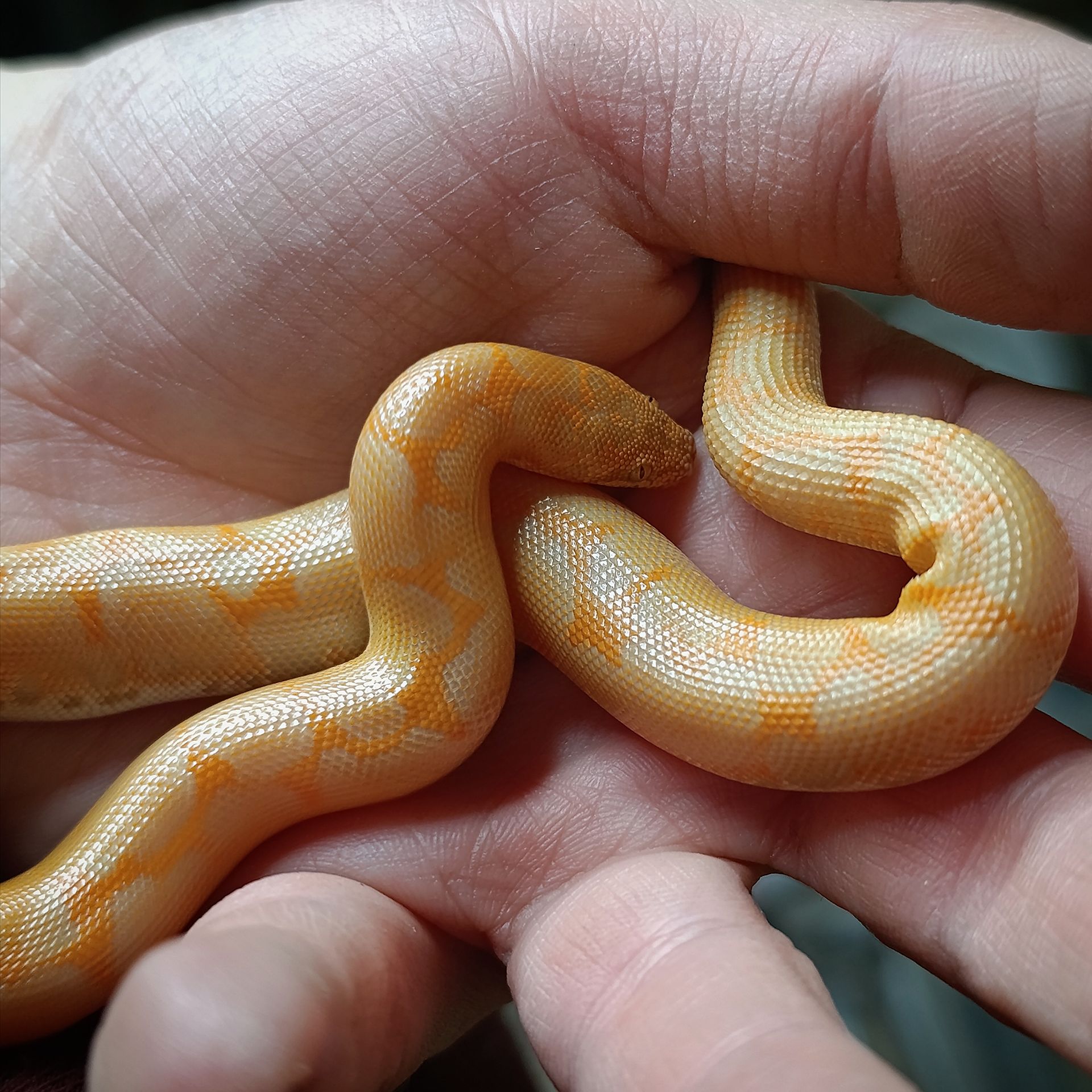 Кенійський піщаний удавчик