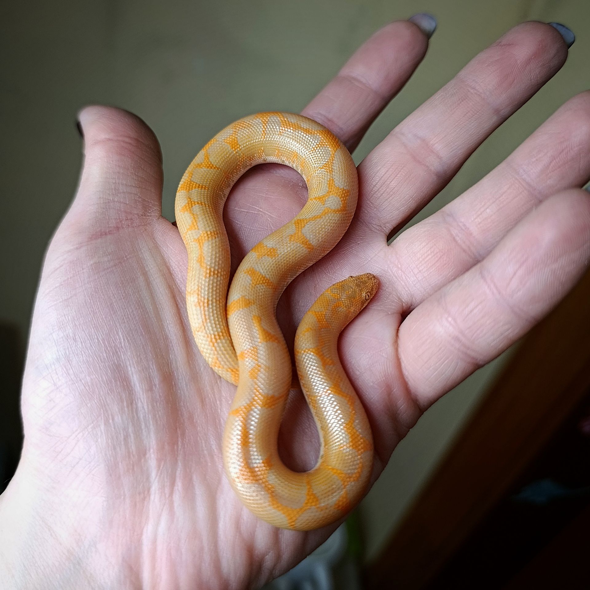 Кенійський піщаний удавчик