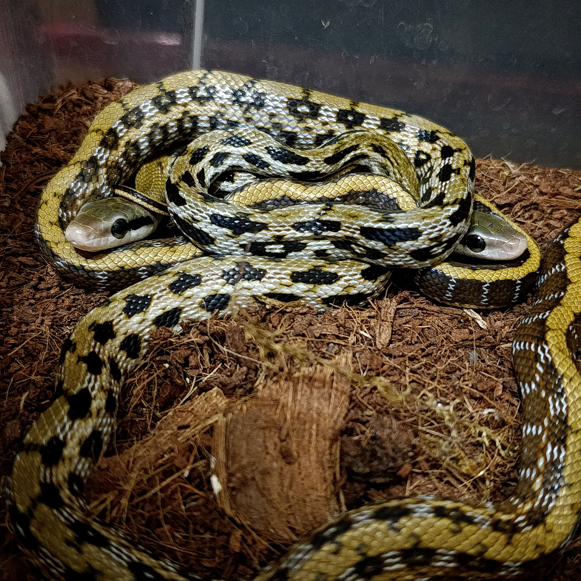 Полоз тонкохвостий, Фріззі