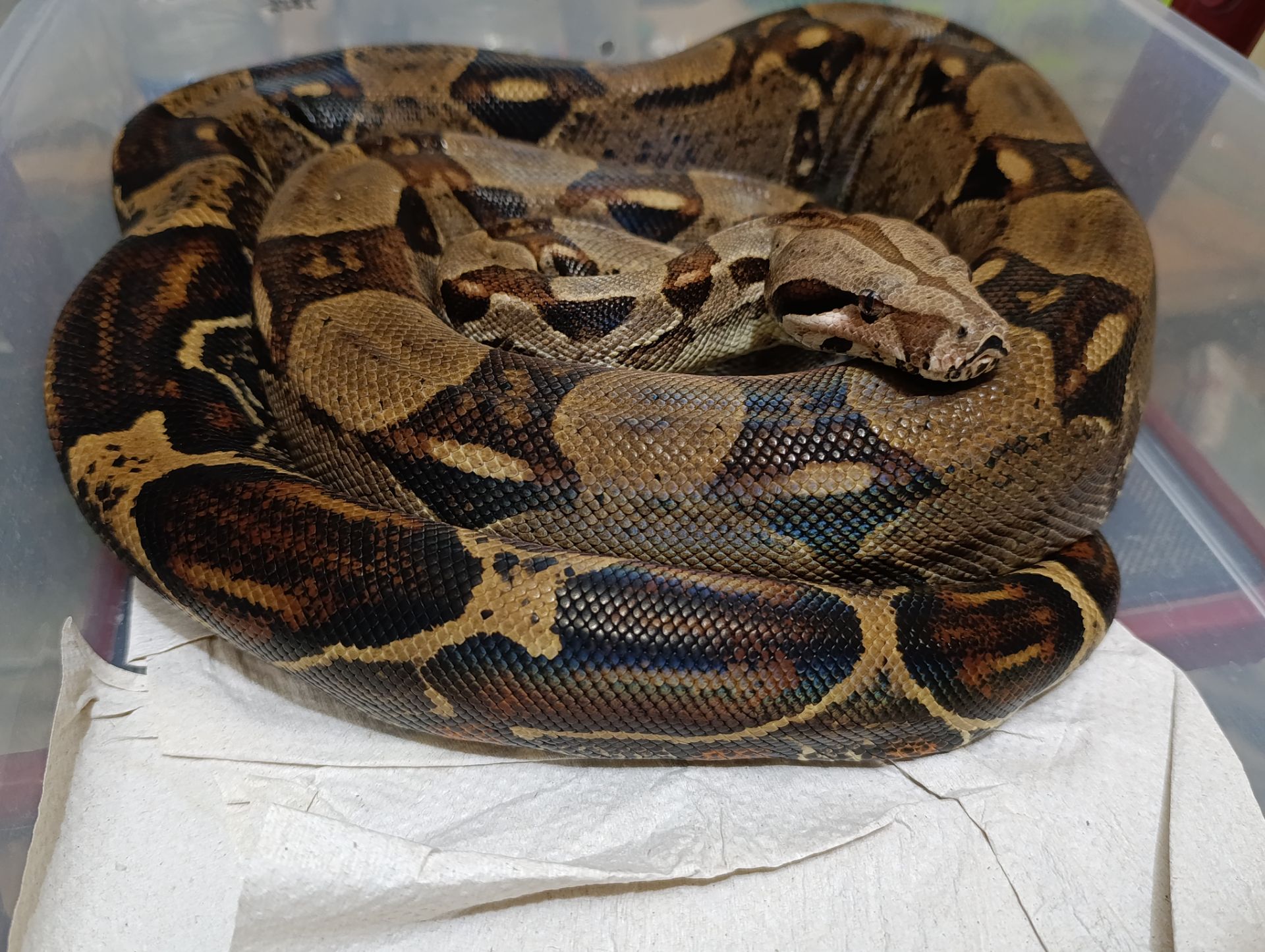 Імператорський удав