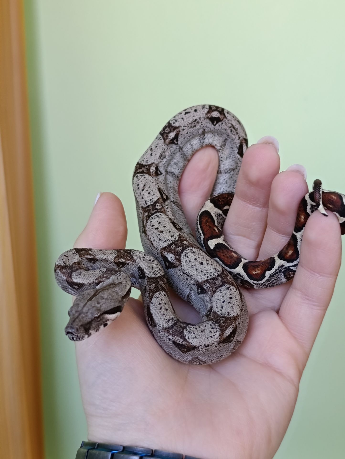 Імператорський удав