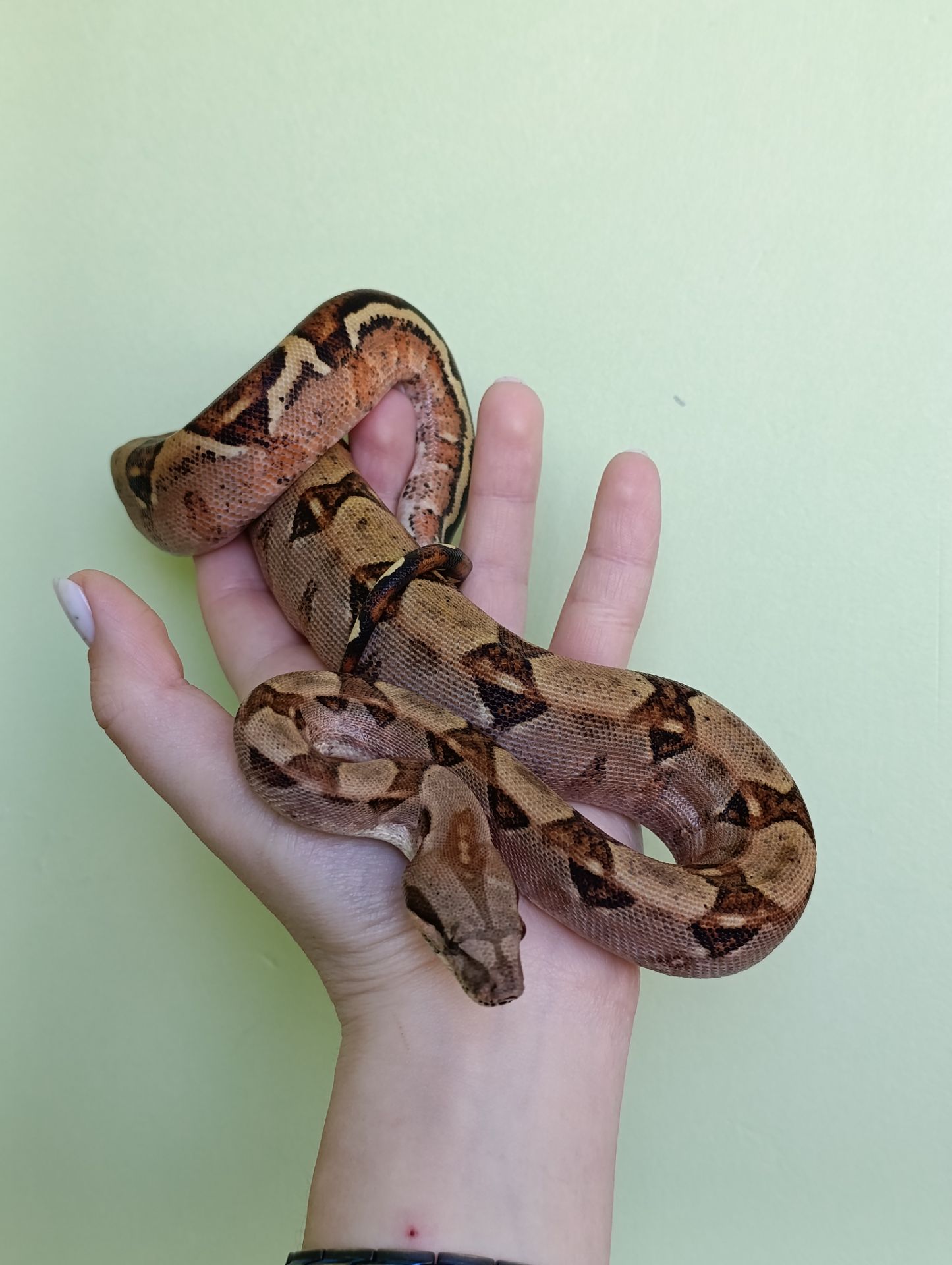 Імператорський удав