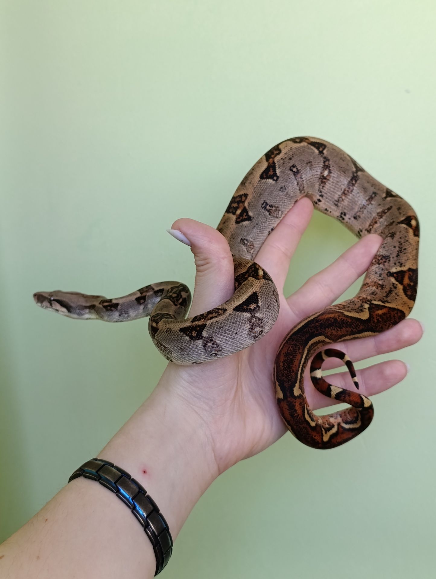 Імператорський удав