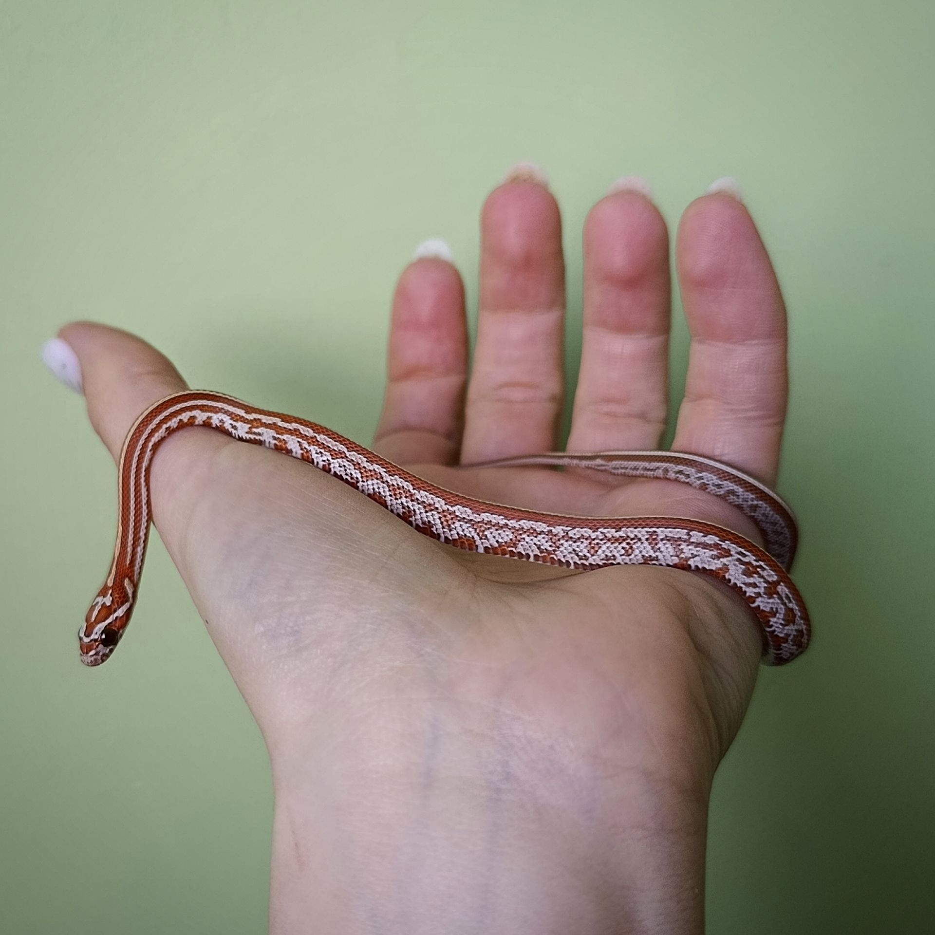 Маїсовий полоз морфний