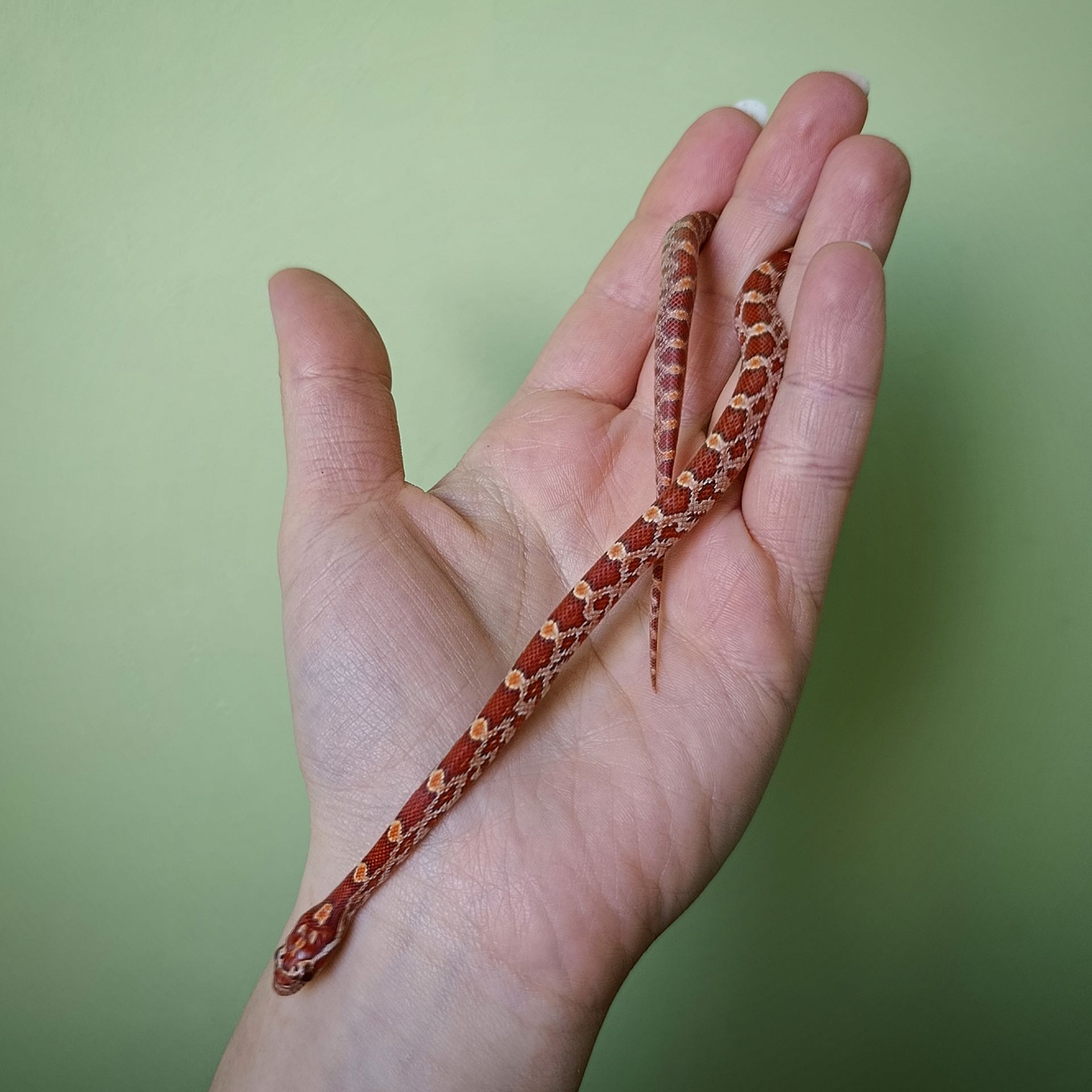 Маїсовий полоз морфний