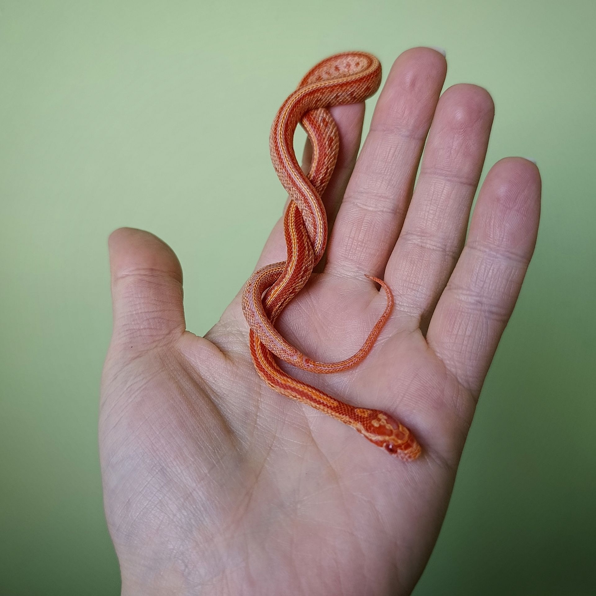 Маїсовий полоз морфний