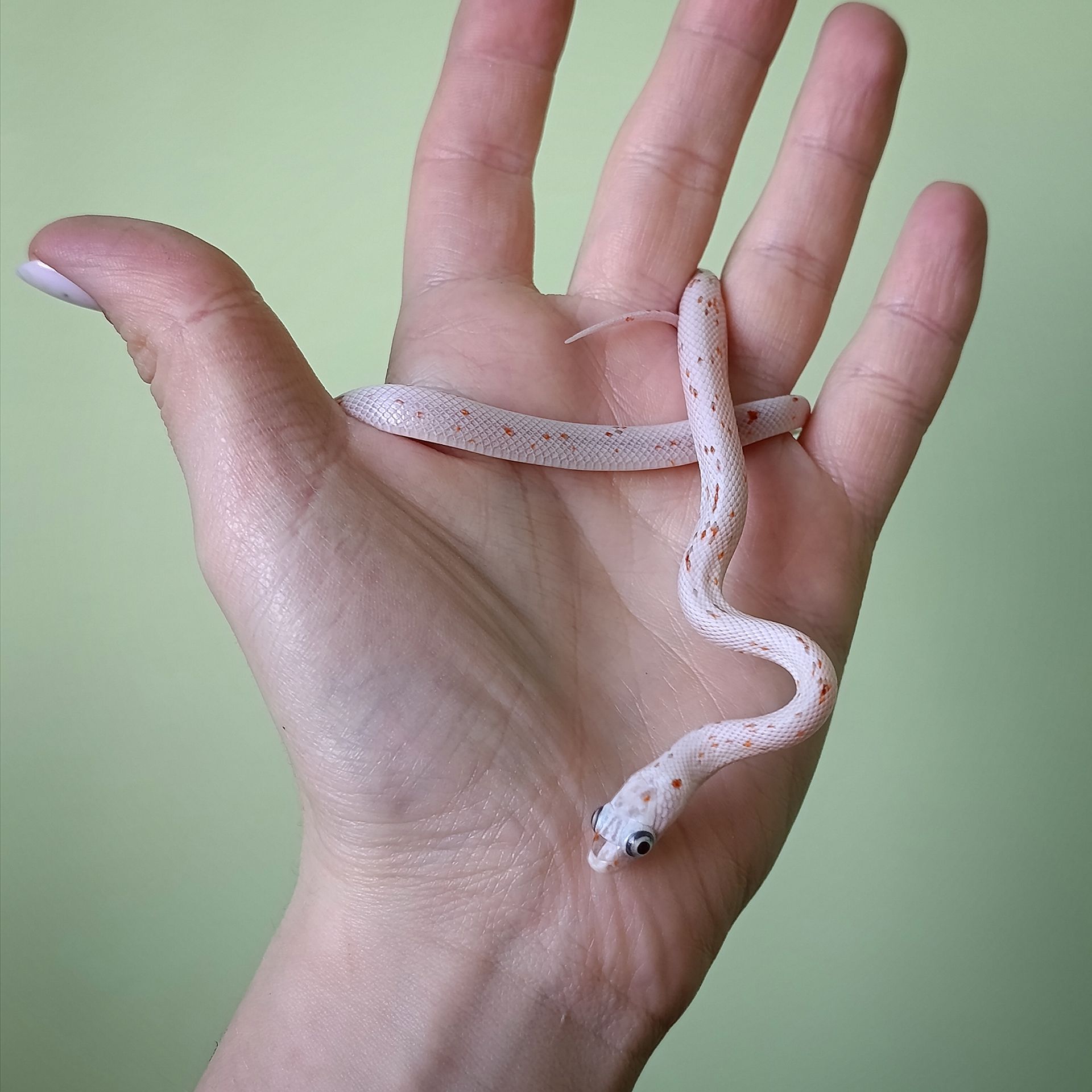 Маїсовий полоз морфний