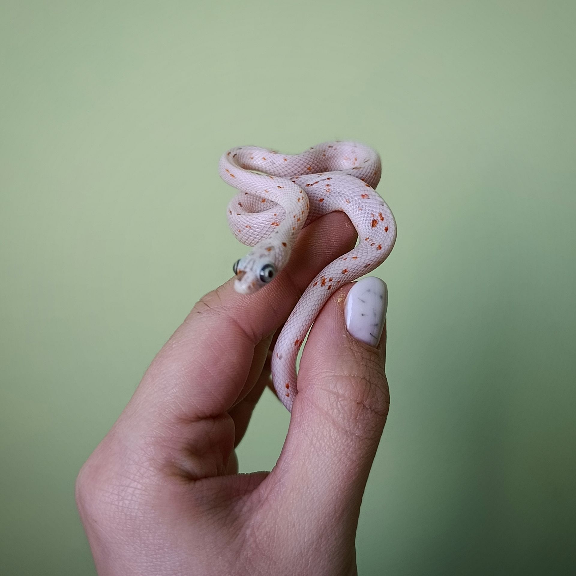 Маїсовий полоз морфний