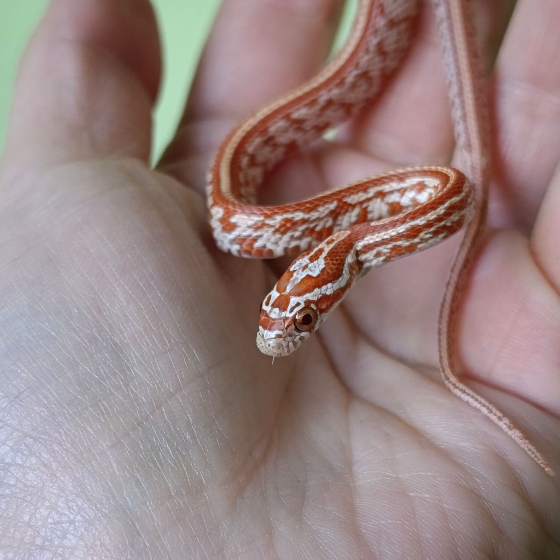 Маїсовий полоз морфний