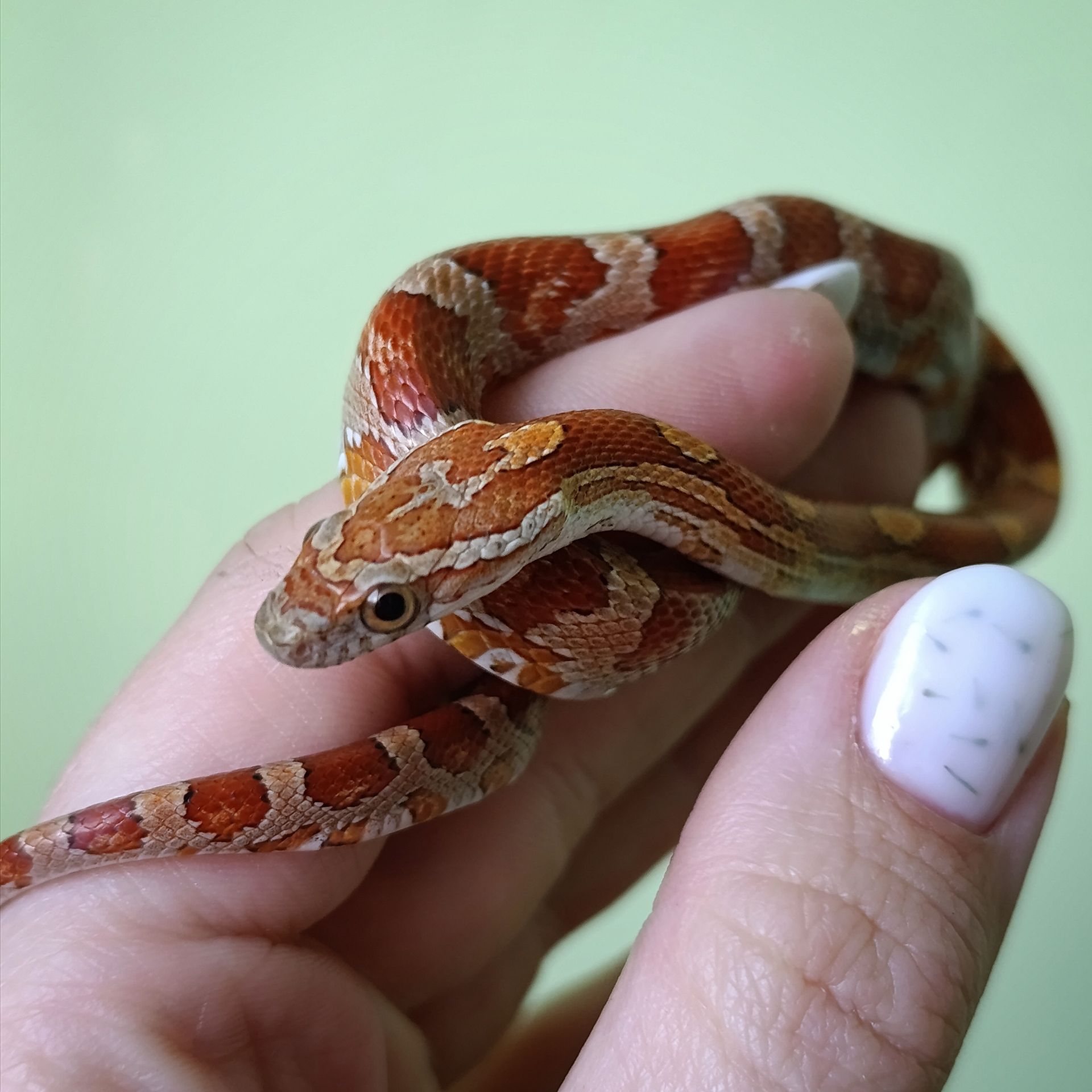 Маїсовий полоз морфний