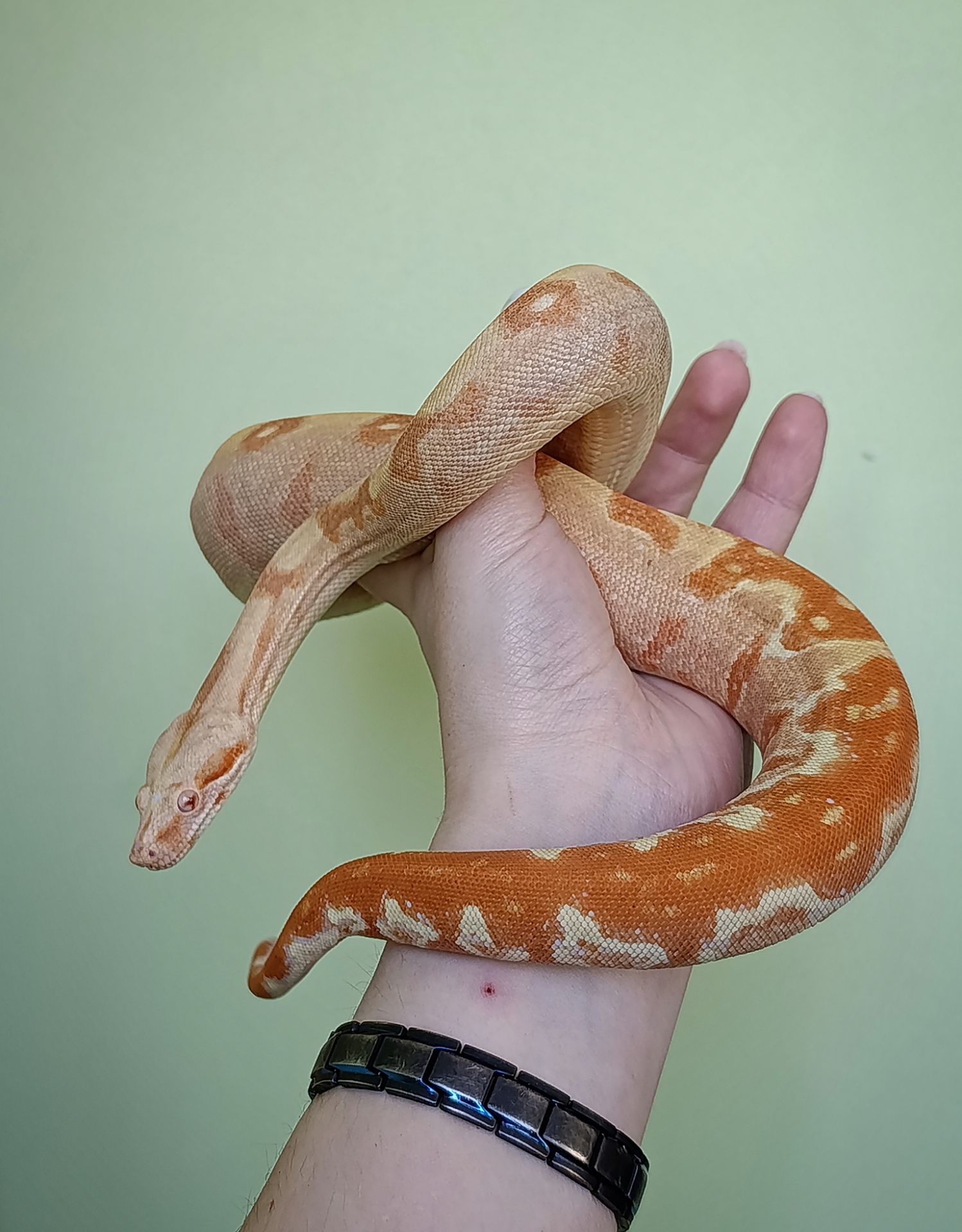 Імператорський удав