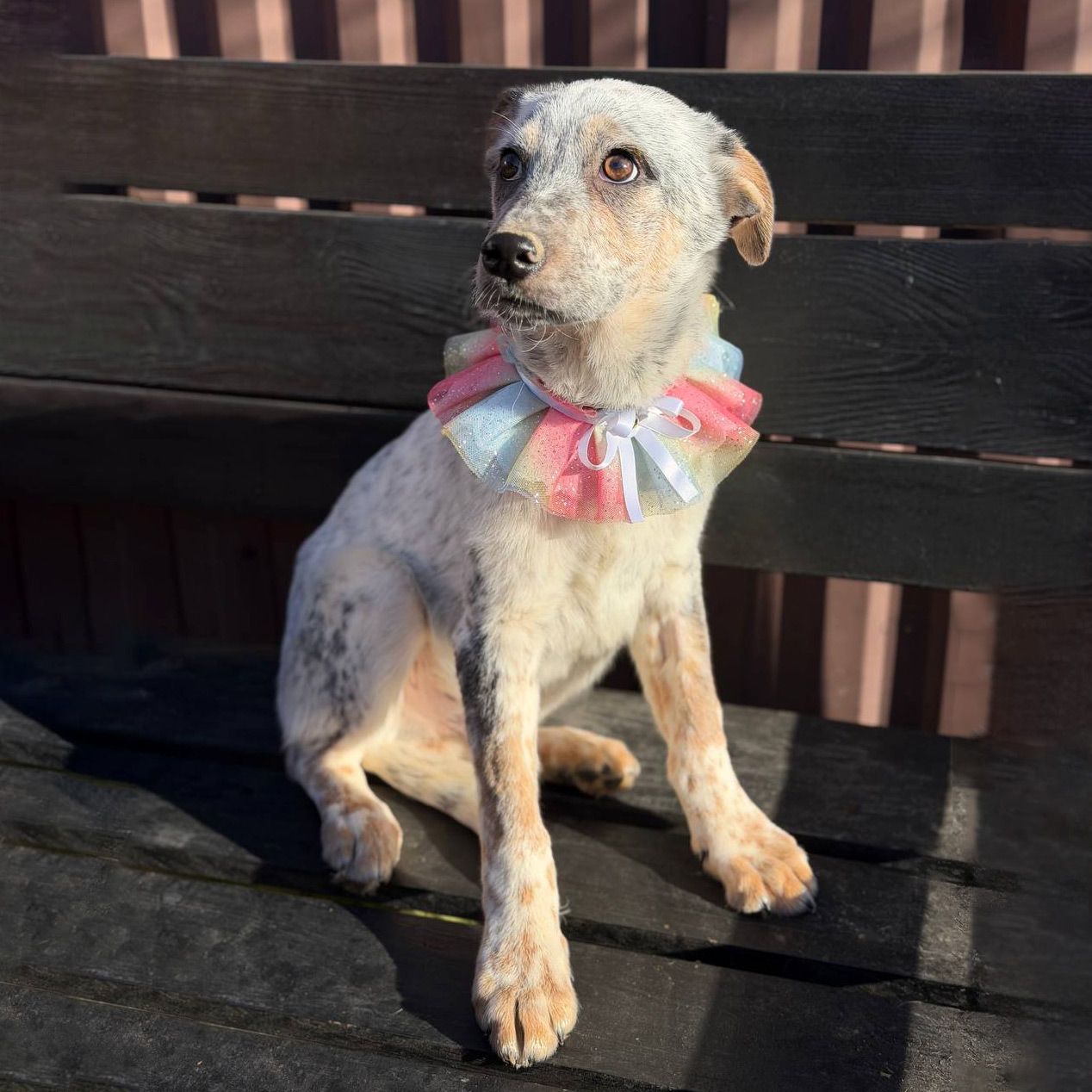 цуценя Лондон, виросте великим