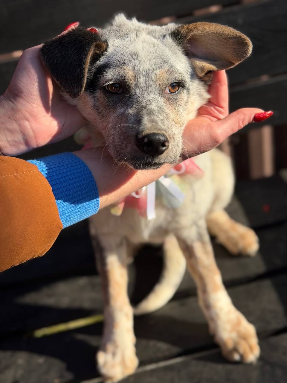 цуценя Лондон, виросте великим