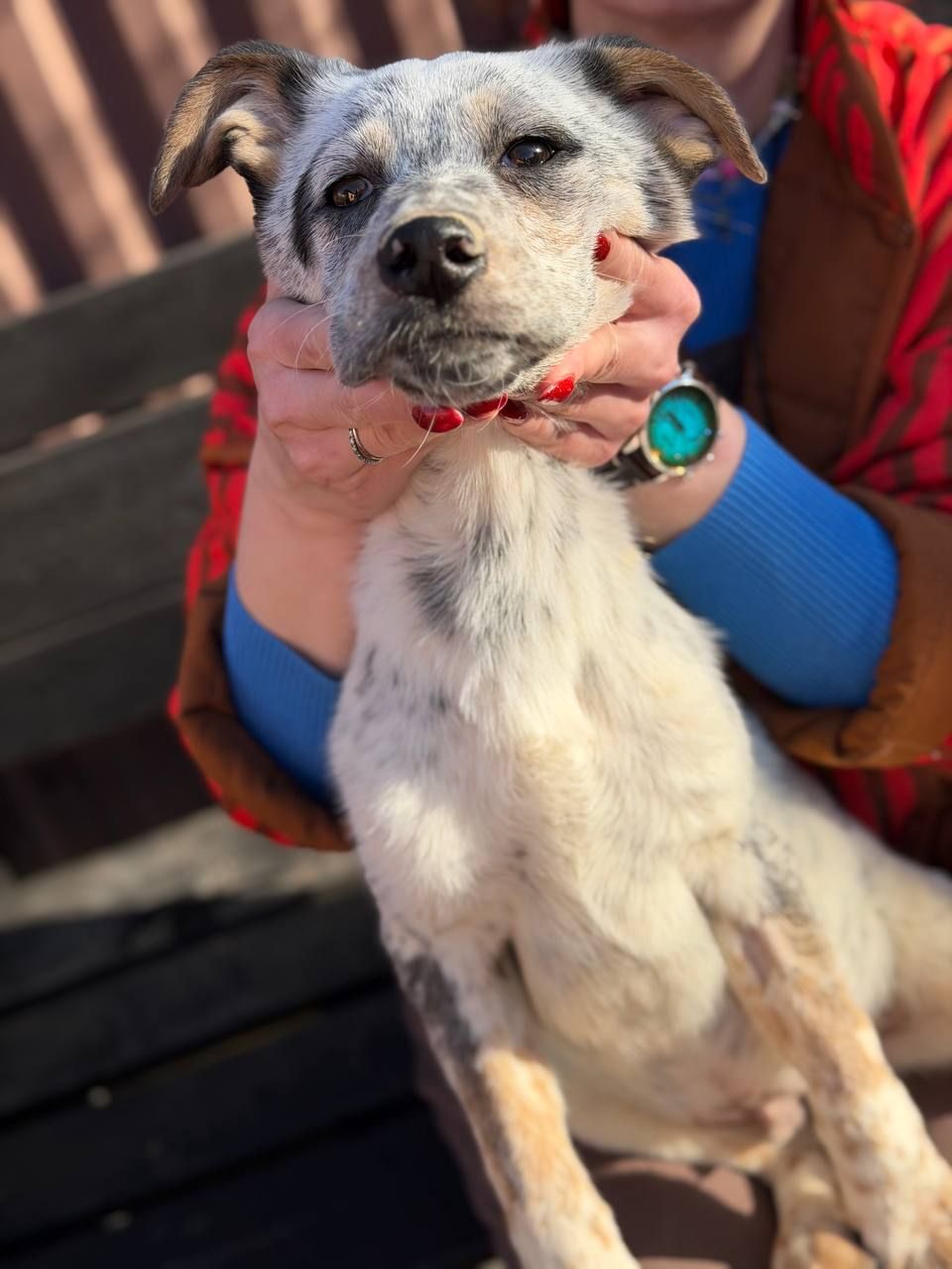 цуценя Лондон, виросте великим