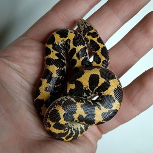 Кенійський піщаний удавчик