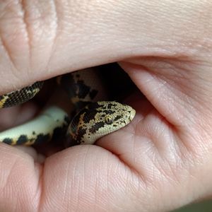 Кенійський піщаний удавчик