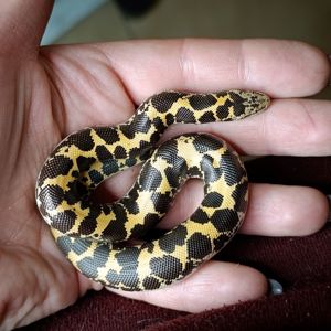 Кенійський піщаний удавчик