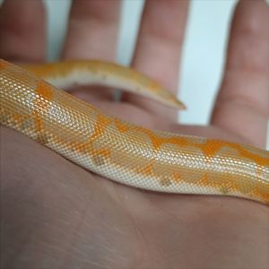 Кенійський піщаний удавчик