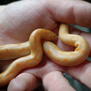 Кенійський піщаний удавчик