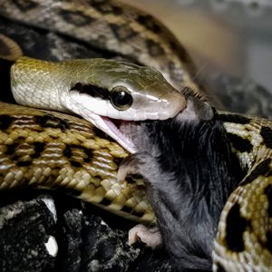 Полоз тонкохвостий, Фріззі