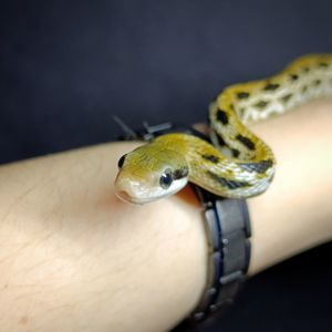 Полоз тонкохвостий, Фріззі