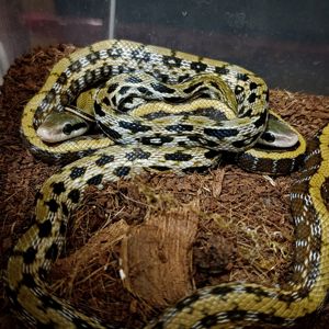 Полоз тонкохвостий, Фріззі