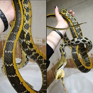 Полоз тонкохвостий, Фріззі