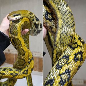 Полоз тонкохвостий, Фріззі