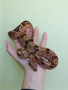 Імператорський удав