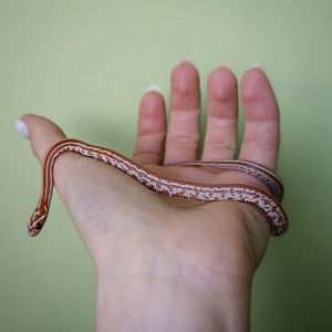 Маїсовий полоз морфний