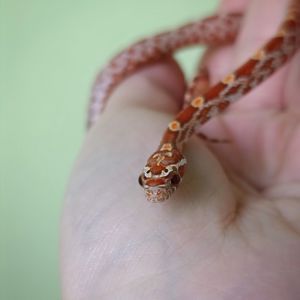 Маїсовий полоз морфний