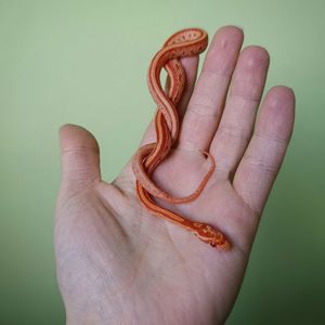 Маїсовий полоз морфний