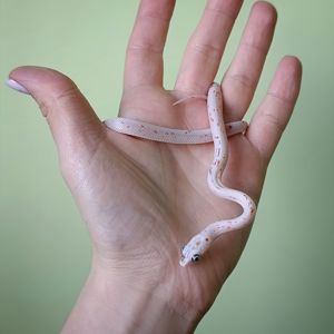 Маїсовий полоз морфний