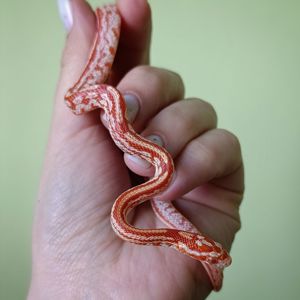 Маїсовий полоз морфний