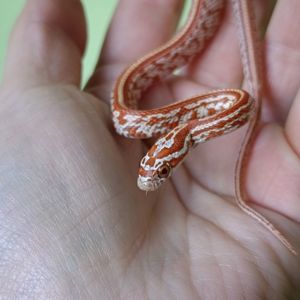 Маїсовий полоз морфний