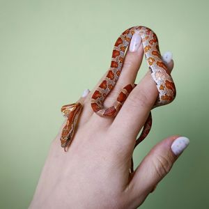 Маїсовий полоз морфний