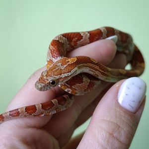 Маїсовий полоз морфний