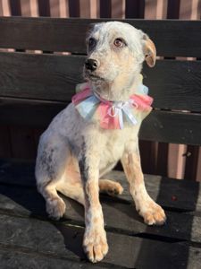 цуценя Лондон, виросте великим