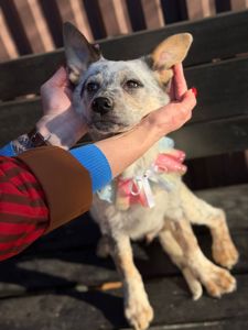 цуценя Лондон, виросте великим