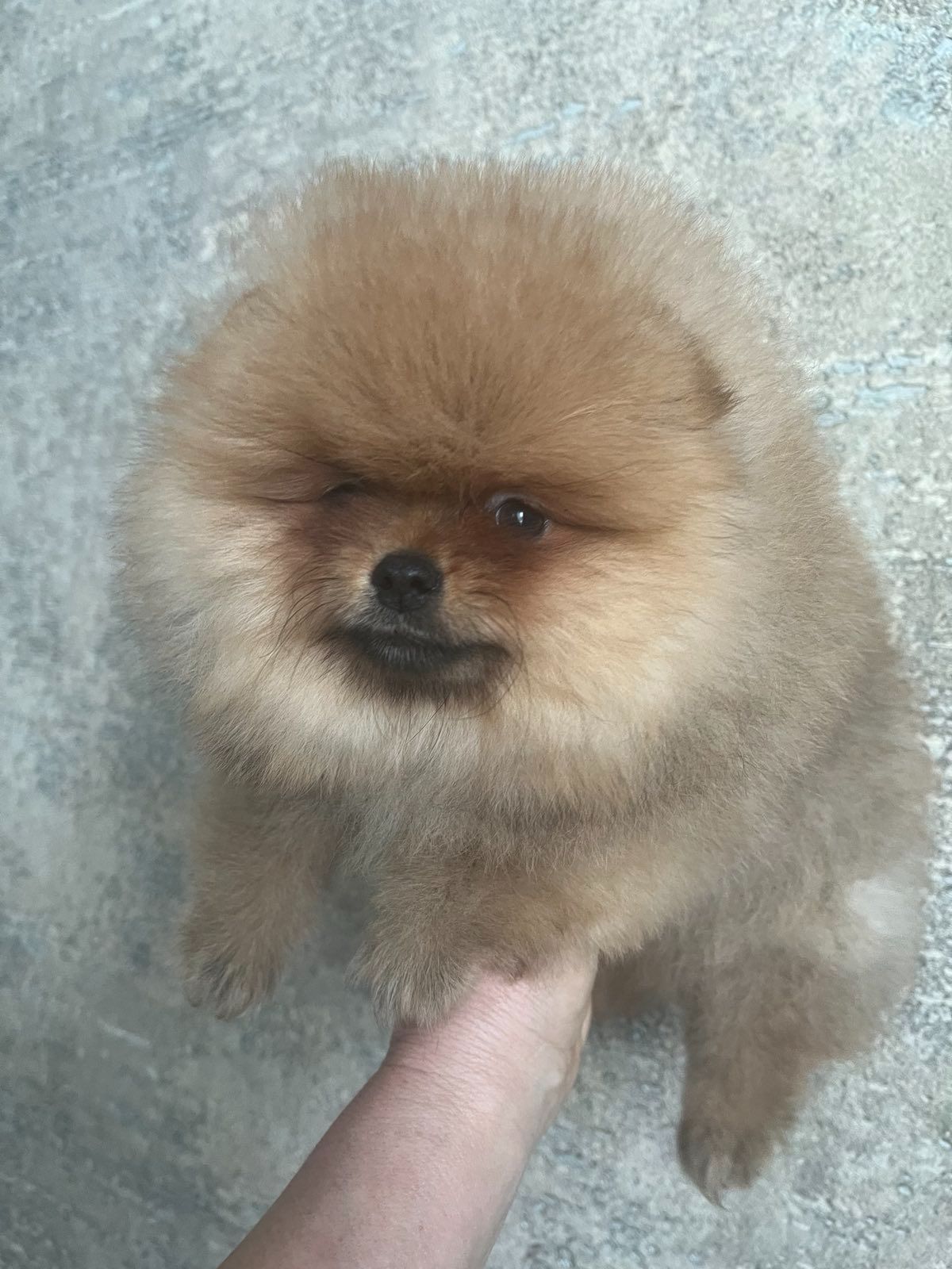 Померанский шпиц девочка