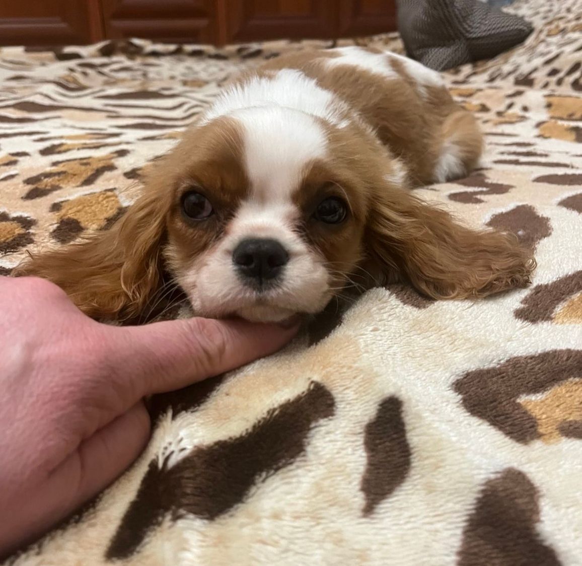 Девочка кавалер кинг Чарльз спаниель