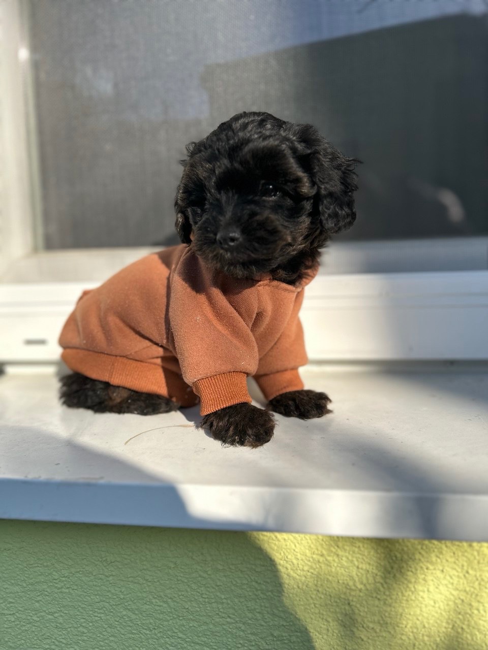 Йоркіпу хлопчик