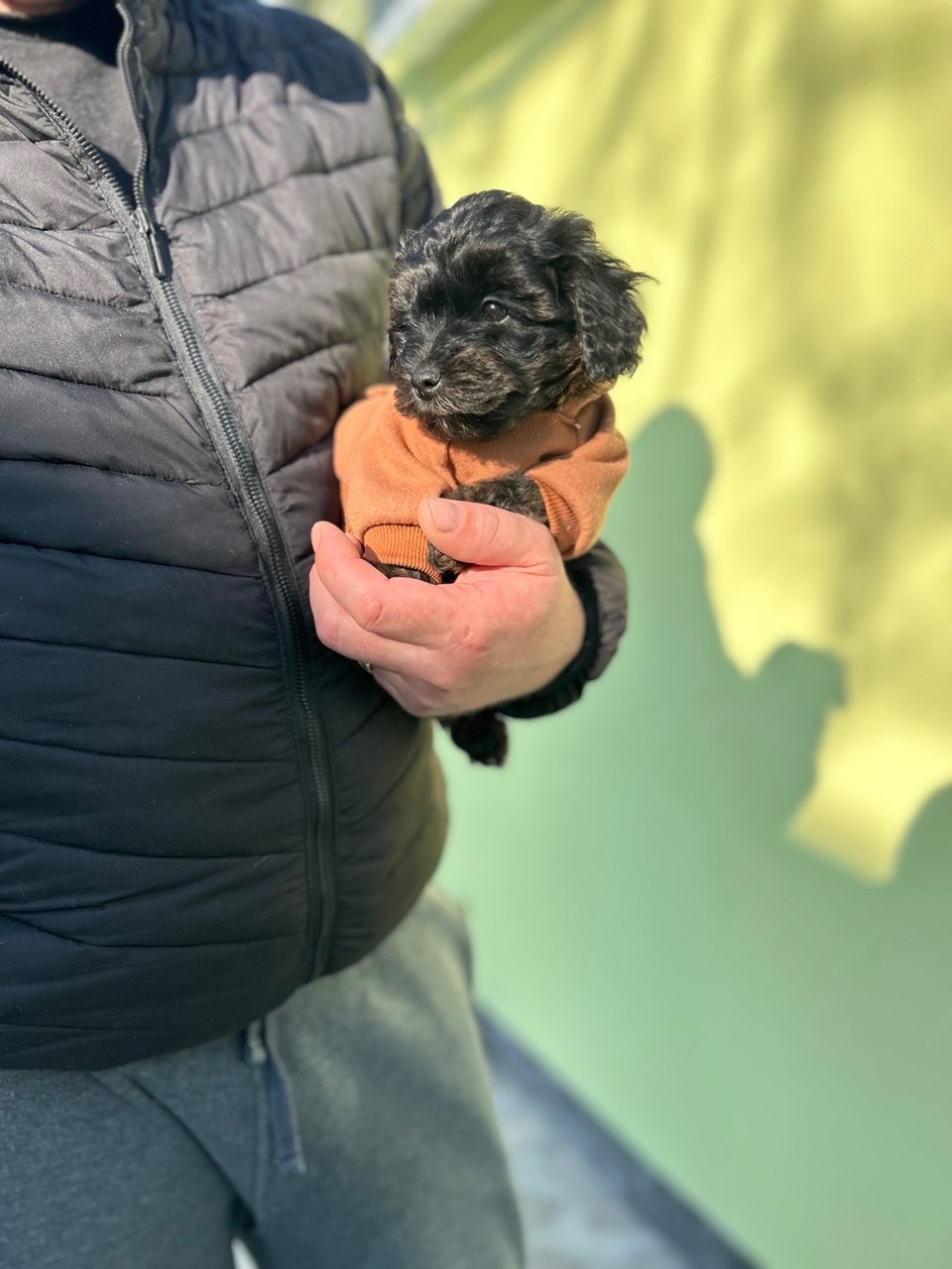 Йоркіпу хлопчик