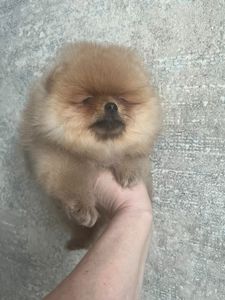 Померанский шпиц девочка