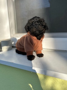 Йоркіпу хлопчик