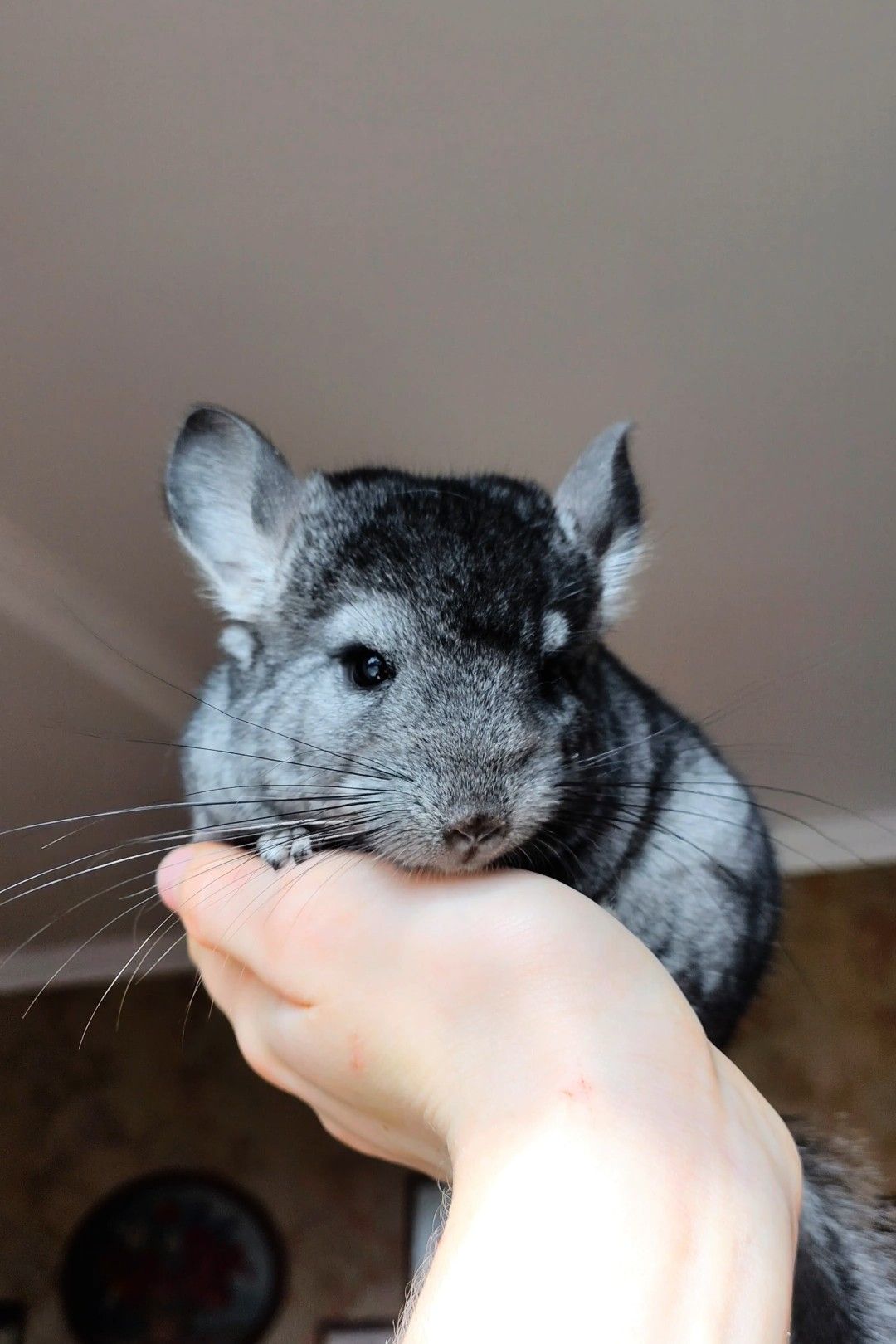 Лагідний хлопчик 🩵